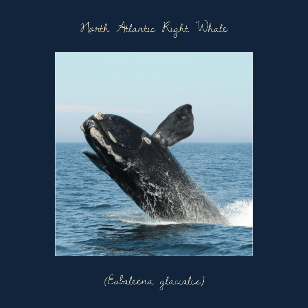 North Atlantic right whale (Eubalaena glacialis)
