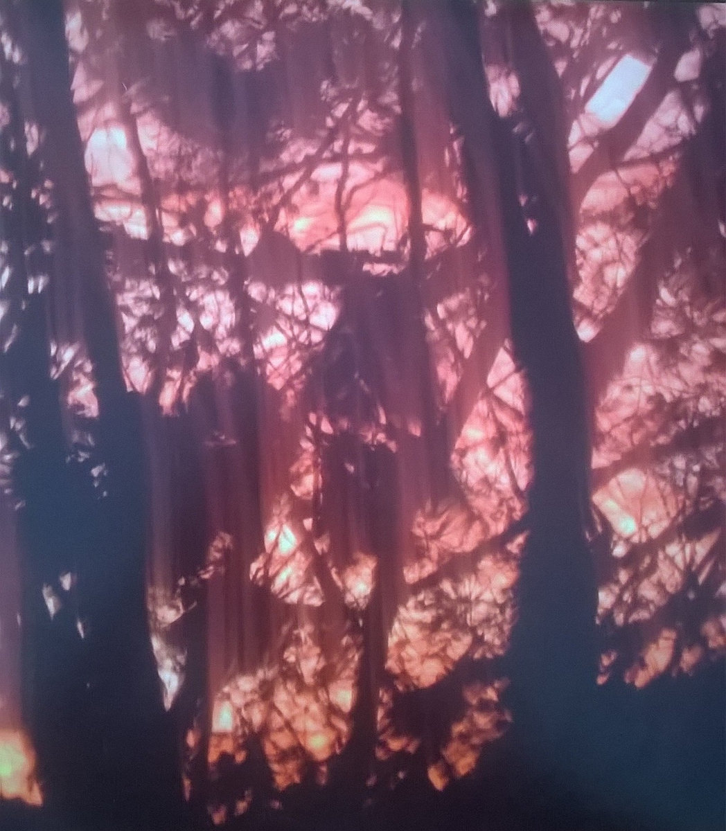 Earthen Sea/Insect Factory Split LP