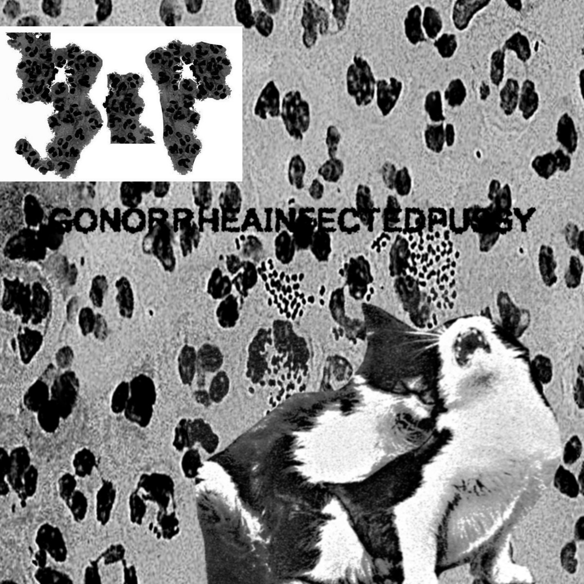 gonorrheainfectedpussy