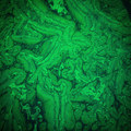 Blisters of Entropy