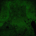 Shrieking Apparition