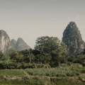 Mountain Moonshine
