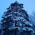 To Fall [With the Snow]