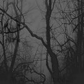 wounded solitude